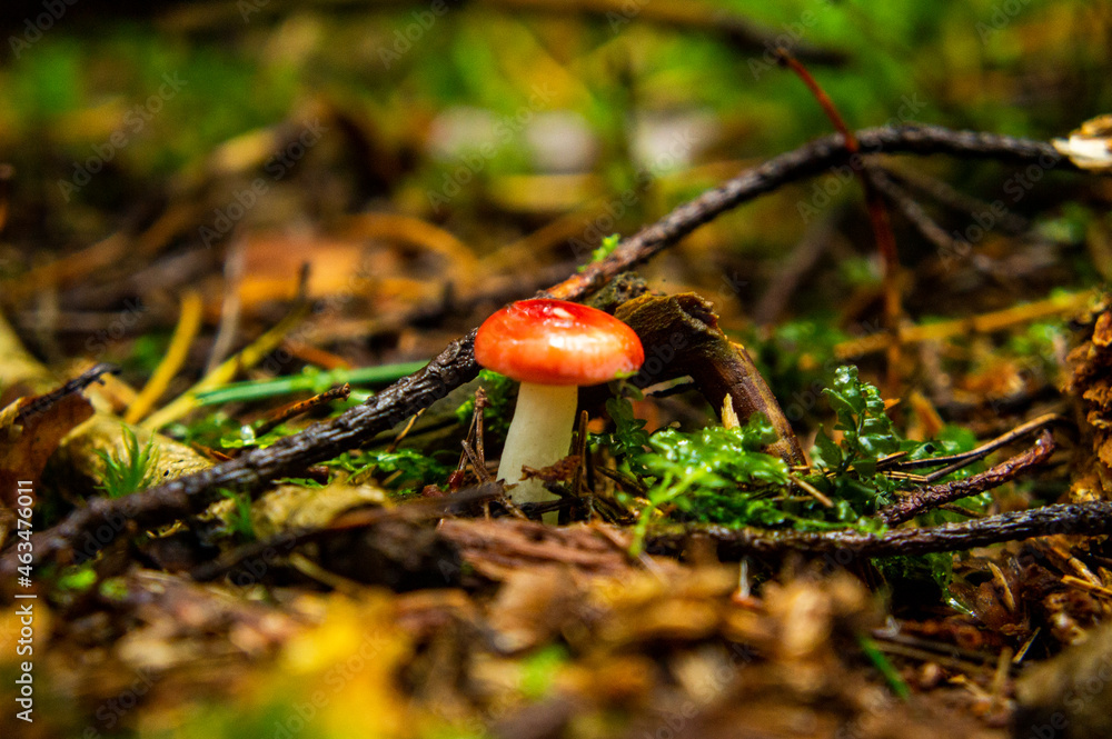 Beautiful autumn forest mushroom in the forest. Wild food and macro photography like in a fairy tale Beautiful autumn forest mushroom in the forest. Wild food and macro photography like in a fairy tale