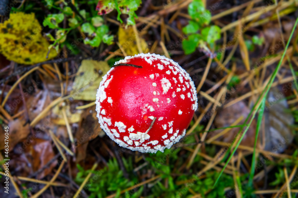 Beautiful autumn forest mushroom in the forest. Wild food and macro photography like in a fairy tale Beautiful autumn forest mushroom in the forest. Wild food and macro photography like in a fairy tale