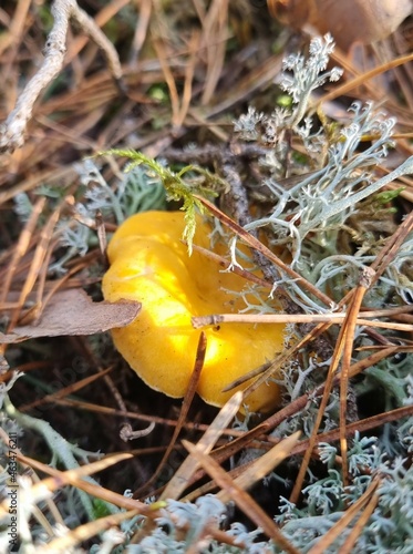 Mushroom in the forest