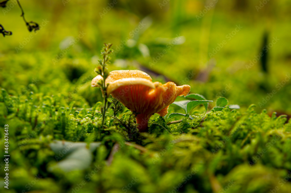 Fototapeta premium Beautiful autumn forest mushroom in the forest. Wild food and macro photography like in a fairy tale