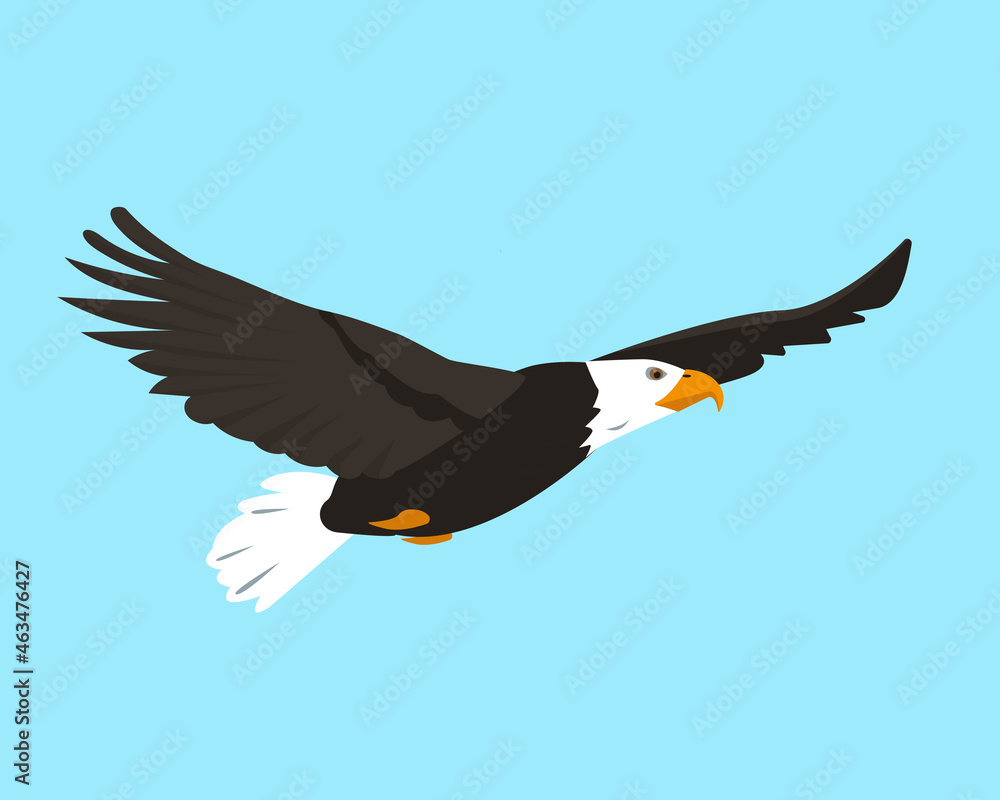 Fototapeta premium North American Bald Eagle flying in sky.