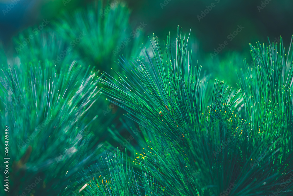 Fototapeta premium Forest background of pine needles. Christmas tree branches. Nature New Year concept. Festive design. Abstract natural green coniferous wallpaper. Macrophotography