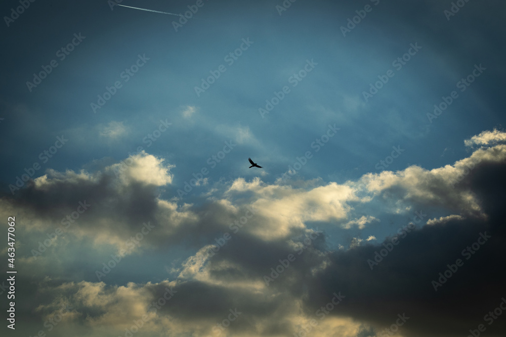 Fototapeta premium Fliegender Vogel