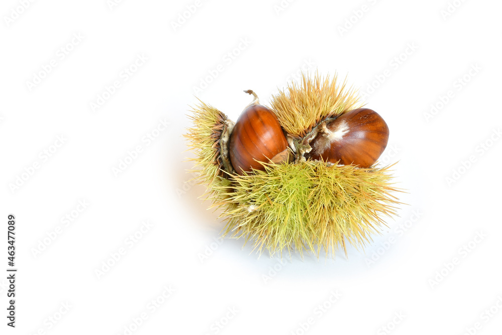 Close up of chestnuts inside the hedgehog on a white background. Close up of chestnuts inside the hedgehog on a white background.