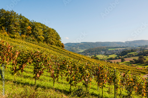 Aesch, Klus, Weinberge, Rebbergweg, Pfeffingen, Birseck, Baselland, Wanderweg, Landwirtschaft, Herbst, Herbstfarben, Schweiz, Nordwestschweiz