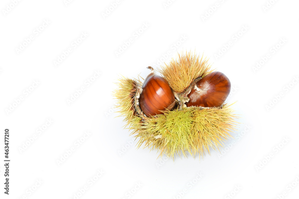 Close up of chestnuts inside the hedgehog on a white background. Close up of chestnuts inside the hedgehog on a white background.
