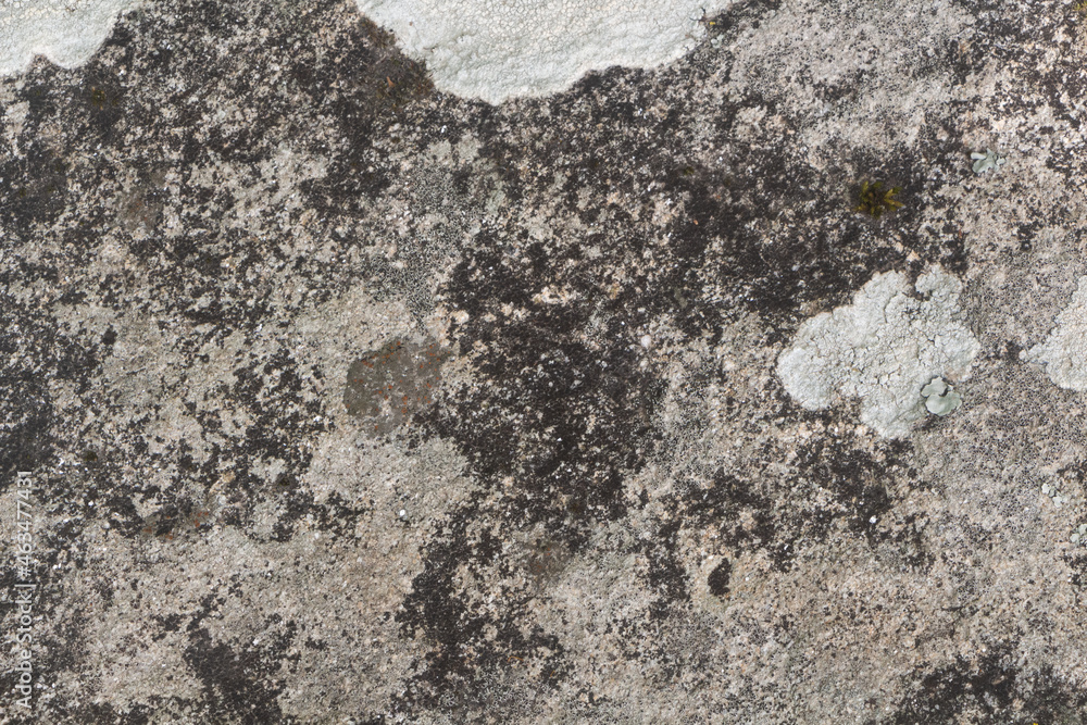 Lichen on rocks Lichen on rocks