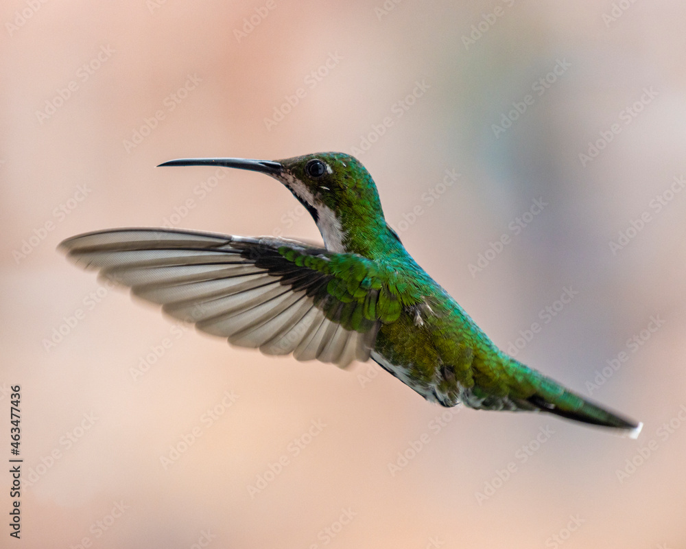 Naklejka premium hummingbird in flight