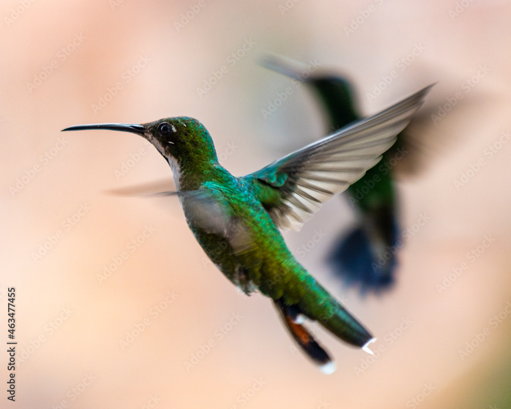 Fototapeta premium hummingbird in flight