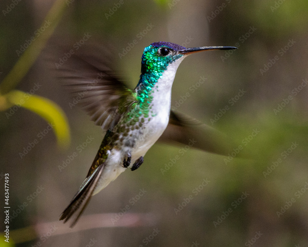Fototapeta premium hummingbird in flight