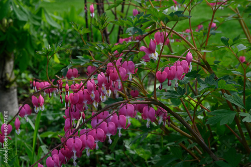 Dicentra is magnificent