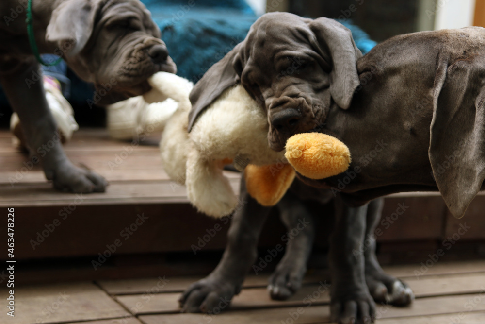szczeniak pies dog niemiecki stado miot - obrazy, fototapety, plakaty 