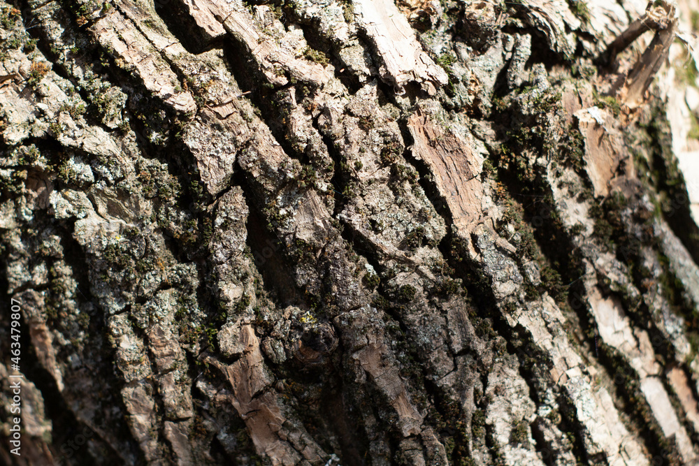 tree bark texture, beetle holes tree bark texture, beetle holes