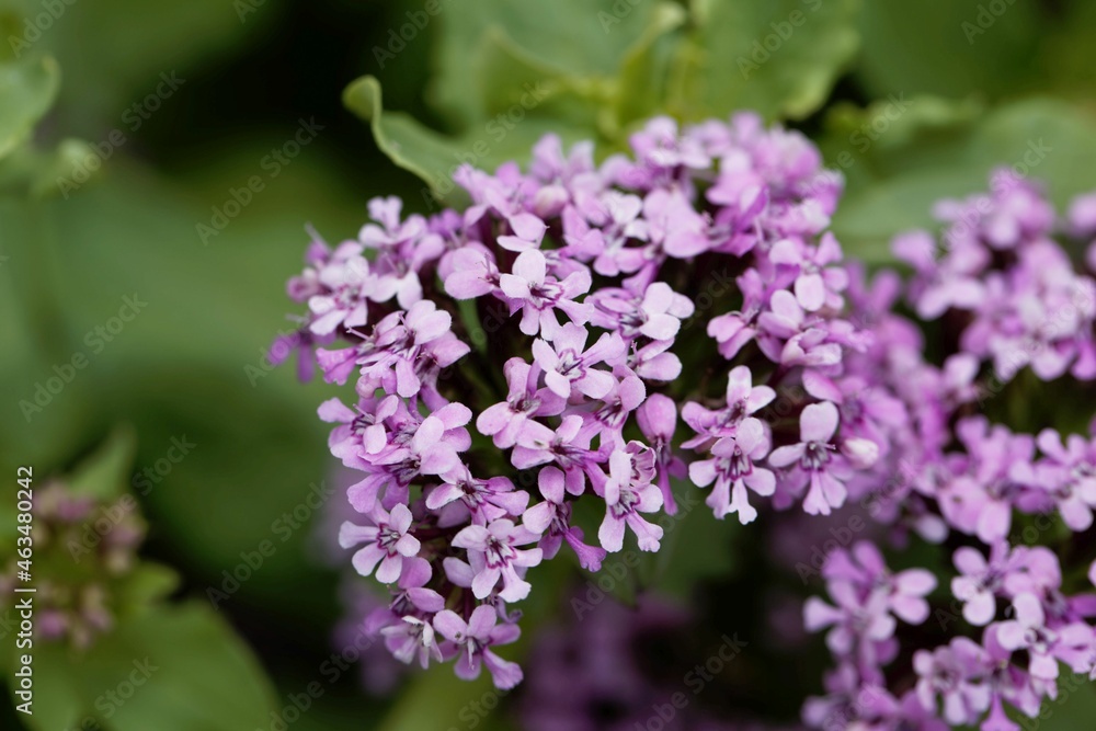 Flowers of an African valerian, Fedia cornucopiae. Flowers of an African valerian, Fedia cornucopiae.
