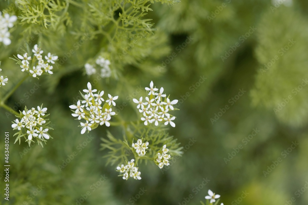 Flowers of a shepherd's-needle, Scandix pecten veneris Flowers of a shepherd's-needle, Scandix pecten veneris