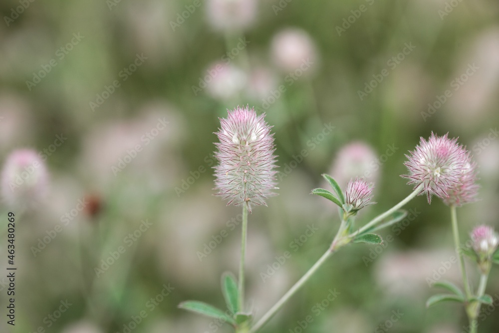 Hare's-foot clover, Trifolium arvense Hare's-foot clover, Trifolium arvense