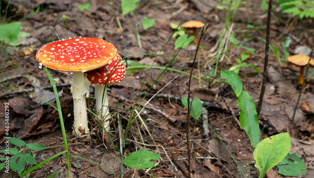 Fly Agaric mushrooms grow in the forest. Fly amanita mushroom in the nature. Fly Agaric is a very poisonous dengerous fungus. Fly Agaric mushrooms grow in the forest. Fly amanita mushroom in the nature. Fly Agaric is a very poisonous dengerous fungus.