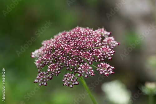 Flower of a greater burnet-saxifrage  Pimpinella major