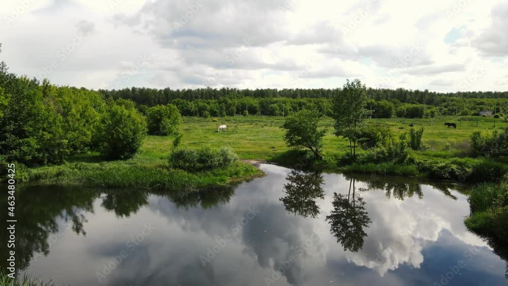 drone moves along the river and fields with horses drone moves along the river and fields with horses