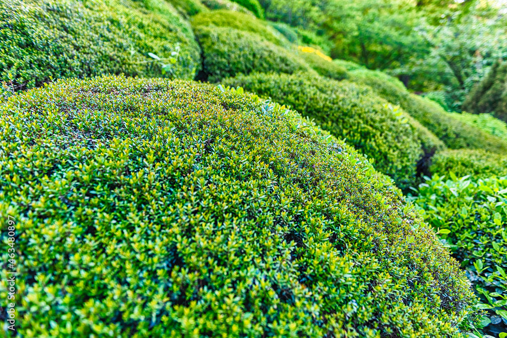 Round ornamental bushes with green foliage