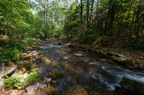 A clean river in a dense summer forest. The crystal river runs over the stones among tall beautiful trees. The nature of the Far East and the Primorsky region of Russia.