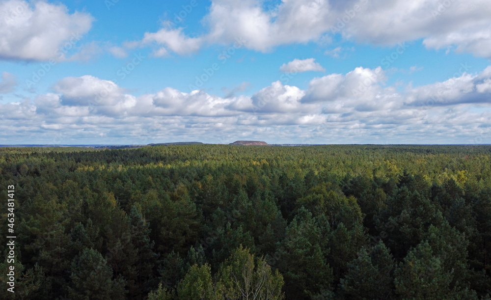 Top view of beautiful green coniferous forest with blue sky during day