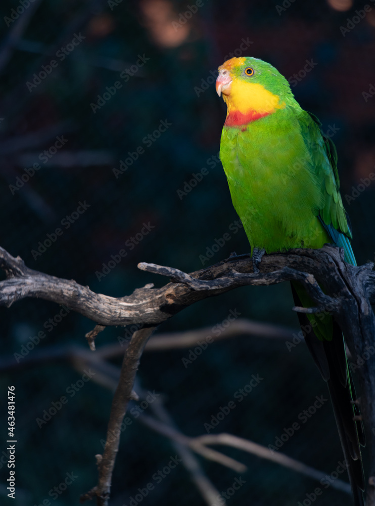 The superb parrot (Polytelis swainsonii) illuminated of the sunset rays