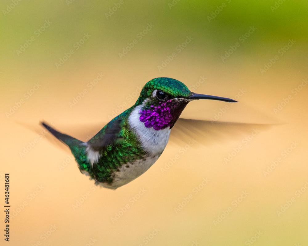 Fototapeta premium hummingbird in flight