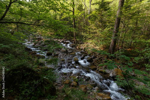 A clean river in a dense summer forest. The crystal river runs over the stones among tall beautiful trees. The nature of the Far East and the Primorsky region of Russia.