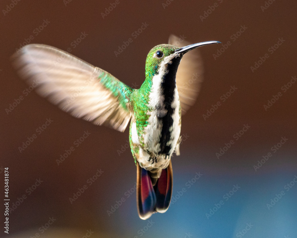 Fototapeta premium hummingbird in flight
