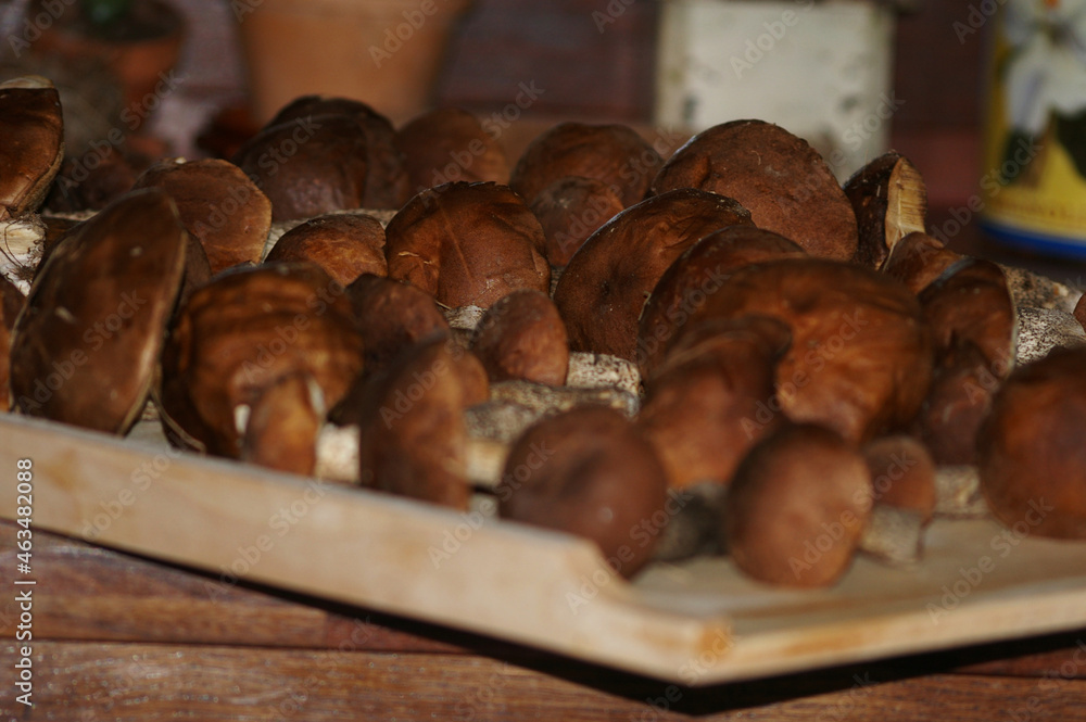 koźlarz babka. grzyby, grzyb, jesień. las, zbieranie grzybów.