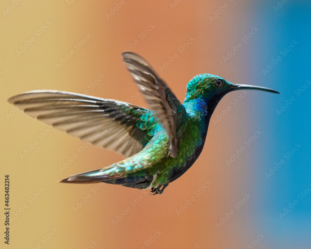 Obraz premium hummingbird in flight