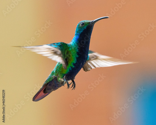 hummingbird in flight