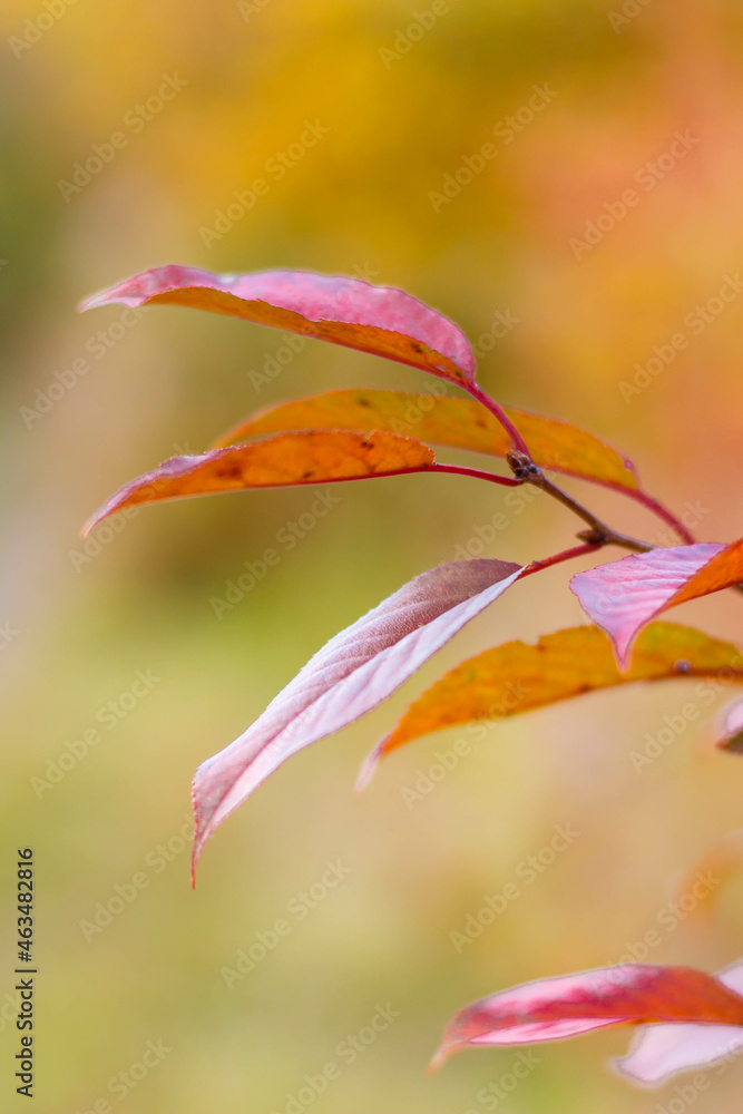 Red, orange leaves and blurred Autumn background. Autumn concept with red-yellow leaves background.