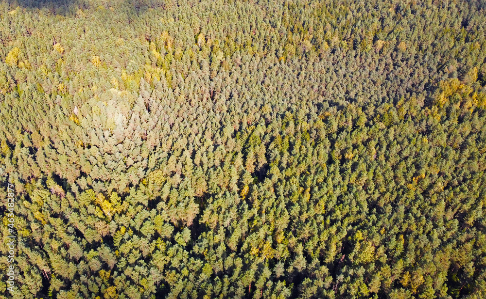 Top view of a beautiful green coniferous forest. Natural tree tops texture Top view of a beautiful green coniferous forest. Natural tree tops texture