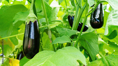 Eggplants grow in the beds close-up view. Large purple eggplant fruits on the branches in the greenhouse. Organic vegetables are grown on a farm household. Ripe eggplant fruits.