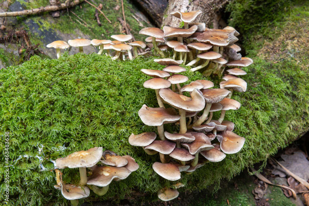 Close up of wild mushrooms growing on a log in a forest Close up of wild mushrooms growing on a log in a forest