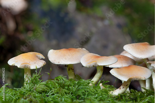 Close up of wild mushrooms growing on a log in a forest