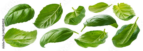 Basil leaves isolated on white background with clipping path