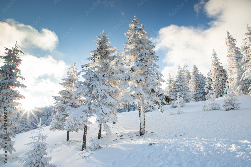 amazing winter landscape with snowy fir trees