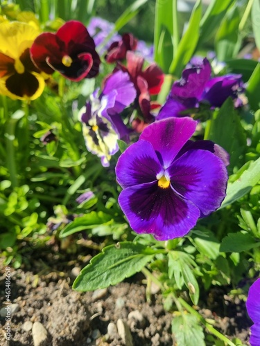 flowers in the garden
