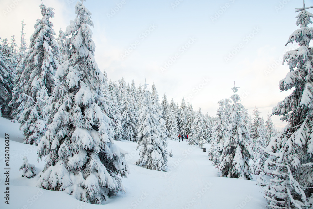 amazing winter landscape with snowy fir trees