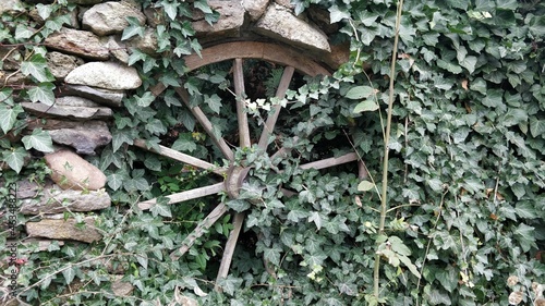 Zielony bluszcz porastający płot z kamieni i drewniane koło