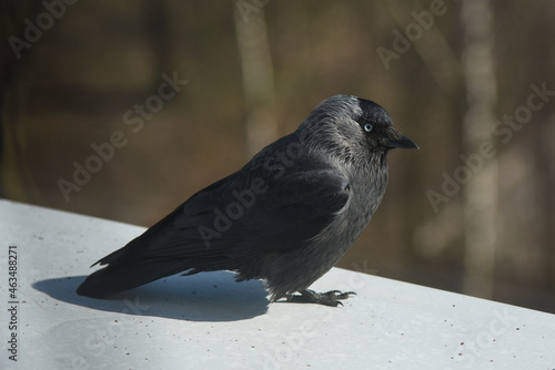 A crow chick sits on a windowsill.