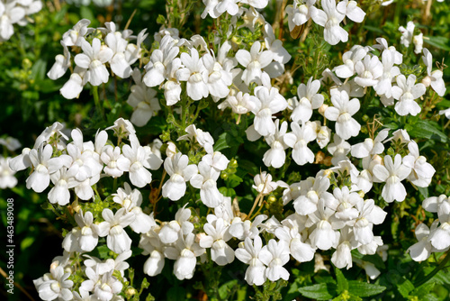Background of white lobelia flowers photo