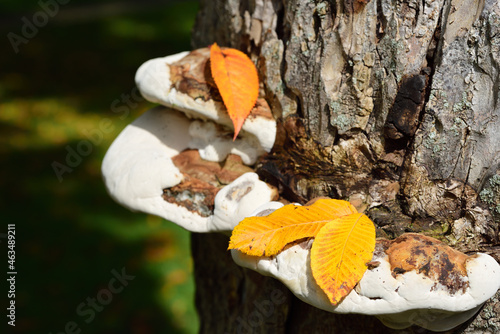 Detail of a tree trunk with a tree fungus on which a few yellow autumn leaves are lying photo