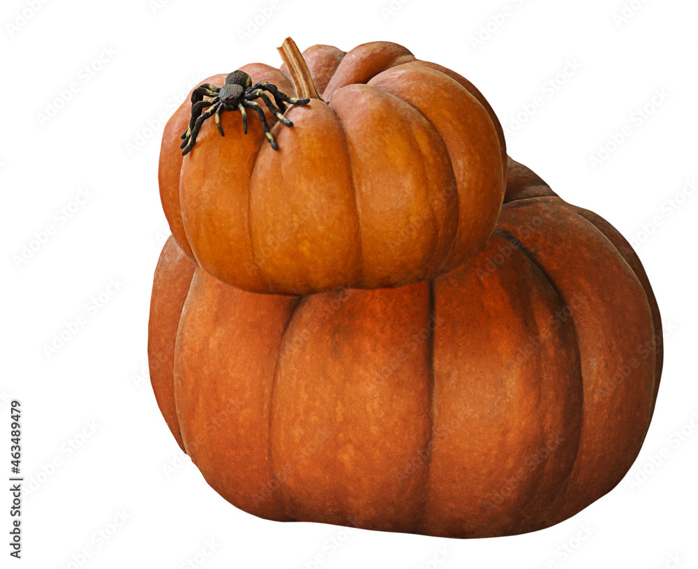 Obraz premium pumpkin isolated on white