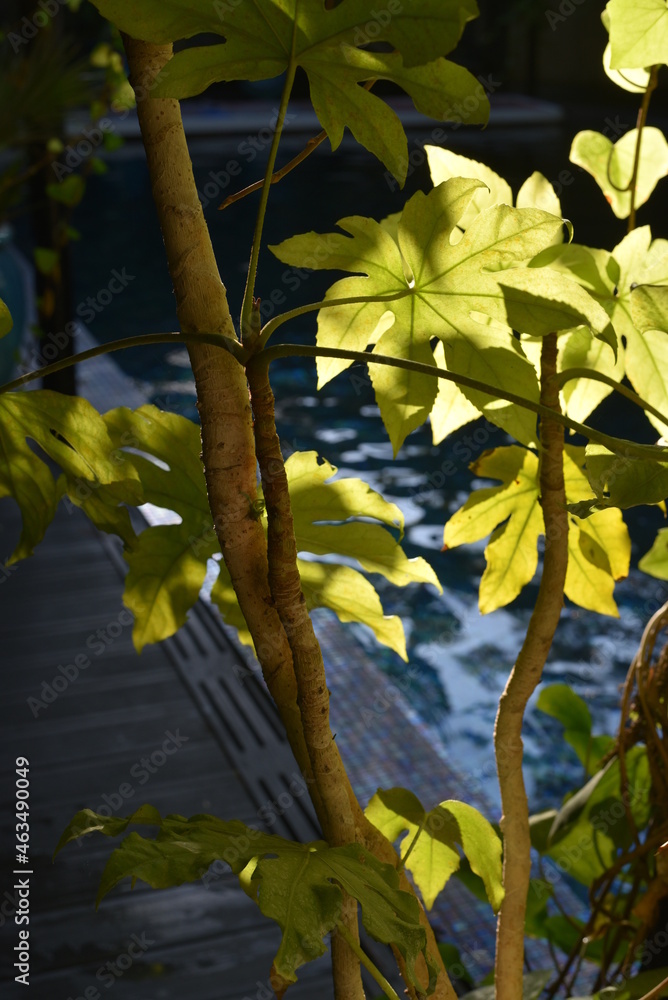 Plante Plante