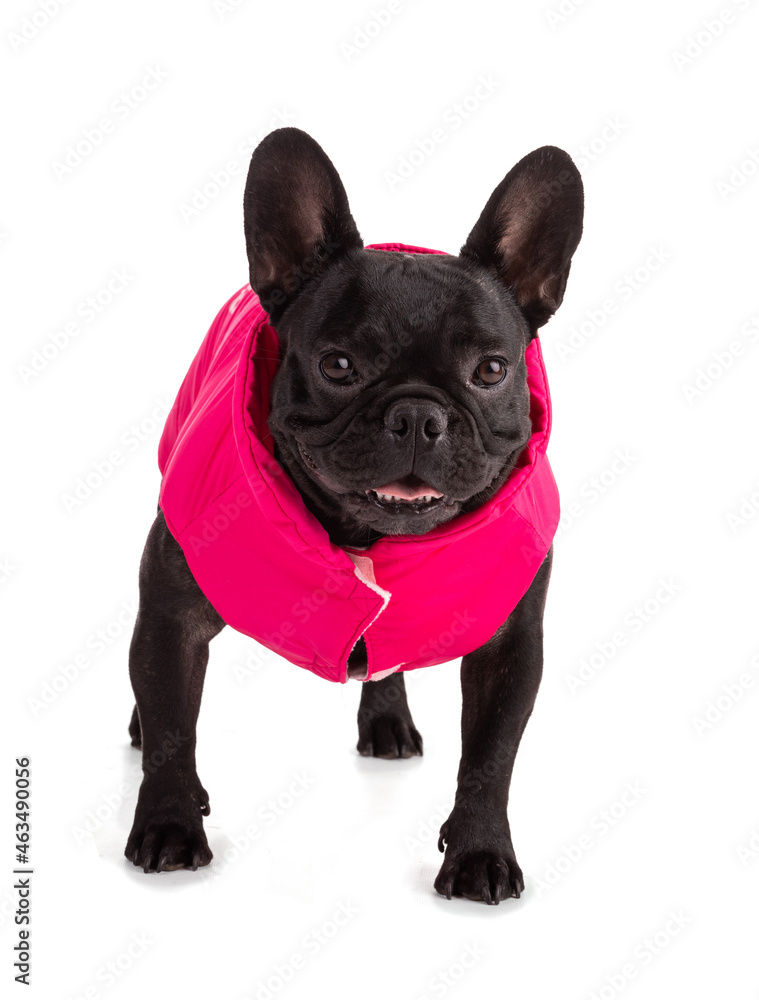 Portrait of a French Bulldog with a pink coat