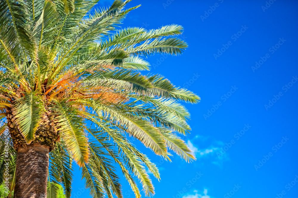 Tropical background with palm trees and summer sky. Holiday travel concept
Tropical background with palm trees and summer sky. Holiday travel concept